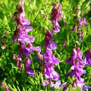 Photographie n°2450931 du taxon Vicia cracca L.