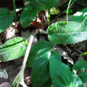 Photographie n°2450968 du taxon Prunella grandiflora (L.) Schöller