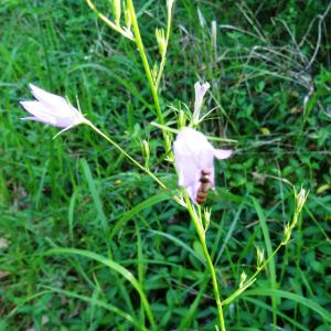 Photographie n°2450972 du taxon Campanula patula L.