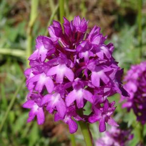 Photographie n°2450992 du taxon Anacamptis pyramidalis var. pyramidalis