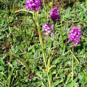 Photographie n°2450993 du taxon Anacamptis pyramidalis var. pyramidalis