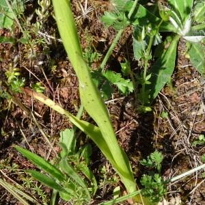 Photographie n°2450994 du taxon Anacamptis pyramidalis var. pyramidalis