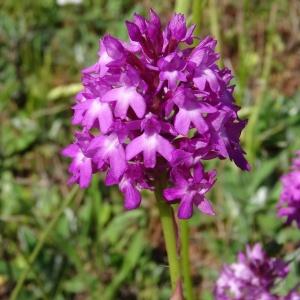 Photographie n°2450996 du taxon Anacamptis pyramidalis var. pyramidalis