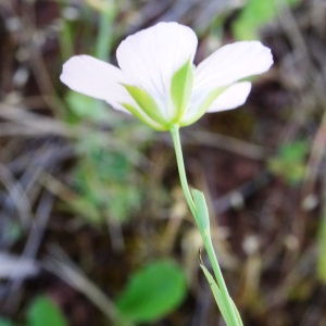  - Linum usitatissimum subsp. angustifolium (Huds.) Thell. [1912]