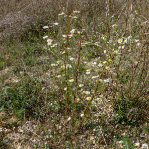 Photographie n°2451058 du taxon Erigeron annuus (L.) Desf. [1804]