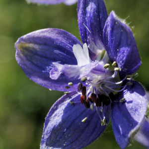 Photographie n°2451115 du taxon Staphisagria macrosperma Spach