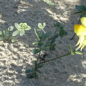 Photographie n°2451162 du taxon Linaria thymifolia DC. [1805]