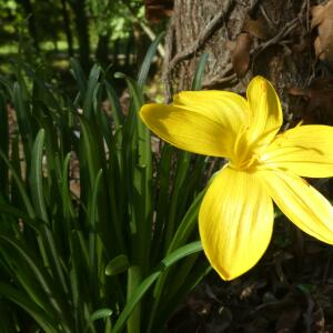 Photographie n°2451254 du taxon Sternbergia lutea (L.) Ker Gawl. ex Spreng. [1825]