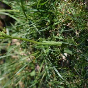 Photographie n°2451312 du taxon Ophrys sphegodes Mill.