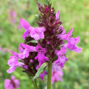 Photographie n°2451314 du taxon Stachys officinalis (L.) Trévis. [1842]