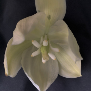 Photographie n°2451333 du taxon Yucca gloriosa L. [1753]