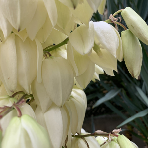 Photographie n°2451334 du taxon Yucca gloriosa L. [1753]