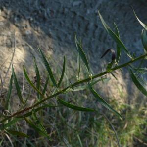 Photographie n°2451497 du taxon Galatella sedifolia subsp. sedifolia