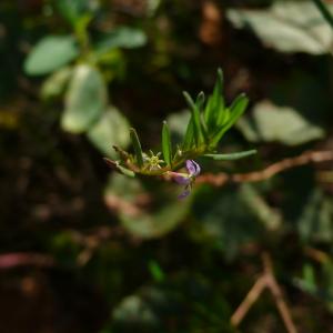 Photographie n°2451516 du taxon Lythrum hyssopifolia L. [1753]