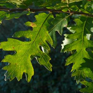 Photographie n°2451520 du taxon Quercus cerris L. [1753]