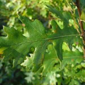 Photographie n°2451523 du taxon Quercus cerris L. [1753]