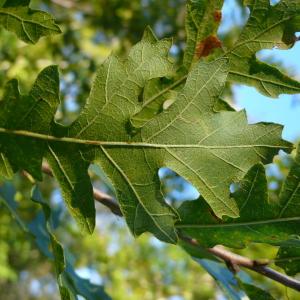 Photographie n°2451524 du taxon Quercus cerris L. [1753]