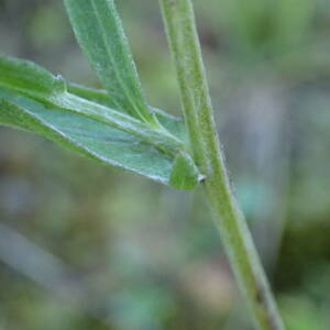 Photographie n°2451526 du taxon Centaurea jacea subsp. timbalii (Martrin-Donos) Braun-Blanq.