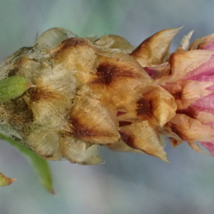 Photographie n°2451528 du taxon Centaurea jacea subsp. timbalii (Martrin-Donos) Braun-Blanq.