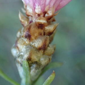 Photographie n°2451529 du taxon Centaurea jacea subsp. timbalii (Martrin-Donos) Braun-Blanq.