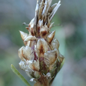 Photographie n°2451530 du taxon Centaurea jacea subsp. timbalii (Martrin-Donos) Braun-Blanq.