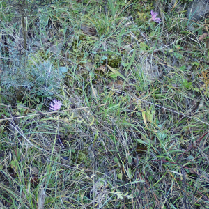 Photographie n°2451533 du taxon Centaurea jacea subsp. timbalii (Martrin-Donos) Braun-Blanq.