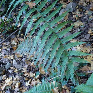 Photographie n°2451543 du taxon Polystichum setiferum (Forssk.) T.Moore ex Woyn.