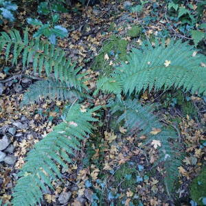 Photographie n°2451548 du taxon Polystichum setiferum (Forssk.) T.Moore ex Woyn.