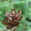 Photographie n°2451549 du taxon Prunella hyssopifolia L.
