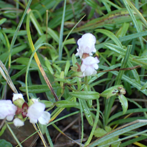 Photographie n°2451552 du taxon Prunella hyssopifolia L.