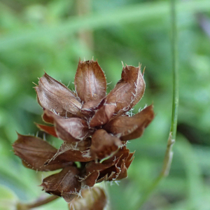 Photographie n°2451553 du taxon Prunella hyssopifolia L.