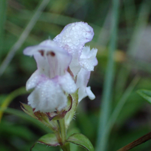 Photographie n°2451554 du taxon Prunella hyssopifolia L.