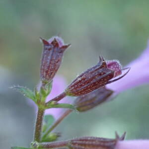 Photographie n°2451566 du taxon Clinopodium nepeta subsp. sylvaticum (Bromf.) Peruzzi & F.Conti