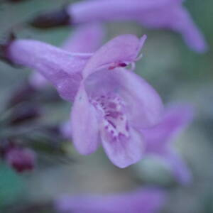 Photographie n°2451567 du taxon Clinopodium nepeta subsp. sylvaticum (Bromf.) Peruzzi & F.Conti