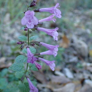 Photographie n°2451568 du taxon Clinopodium nepeta subsp. sylvaticum (Bromf.) Peruzzi & F.Conti