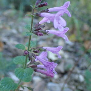 Photographie n°2451570 du taxon Clinopodium nepeta subsp. sylvaticum (Bromf.) Peruzzi & F.Conti