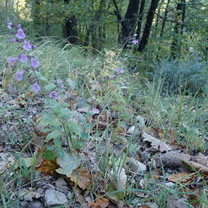 Photographie n°2451572 du taxon Clinopodium nepeta subsp. sylvaticum (Bromf.) Peruzzi & F.Conti