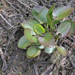 Photographie n°2451618 du taxon Caldesia parnassifolia (L.) Parl.