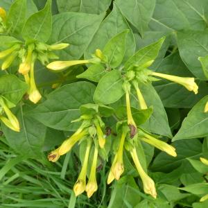 Photographie n°2451714 du taxon Mirabilis jalapa L. [1753]