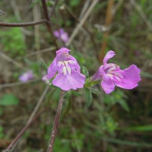 Photographie n°2451716 du taxon Galeopsis angustifolia Ehrh. ex Hoffm.