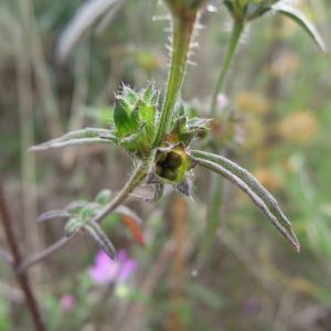 Photographie n°2451719 du taxon Galeopsis angustifolia Ehrh. ex Hoffm.