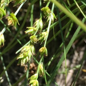 Photographie n°2451732 du taxon Carex divulsa Stokes [1787]