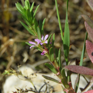Photographie n°2451740 du taxon Lythrum hyssopifolia L.
