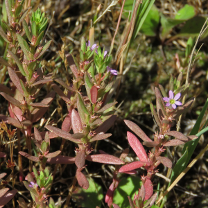 Photographie n°2451741 du taxon Lythrum hyssopifolia L.