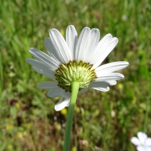 Photographie n°2451775 du taxon Leucanthemum vulgare Lam. [1779]