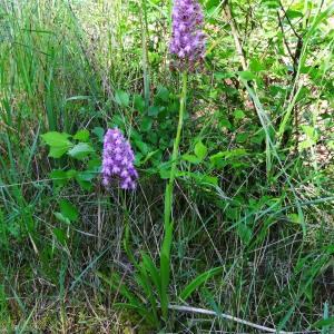 Photographie n°2451776 du taxon Anacamptis pyramidalis (L.) Rich. [1817]