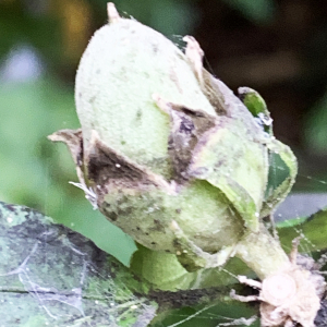 Photographie n°2451817 du taxon Hibiscus syriacus L. [1753]