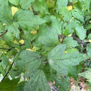 Photographie n°2451820 du taxon Hibiscus syriacus L. [1753]