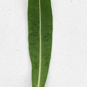 Photographie n°2451839 du taxon Nerium oleander L. [1753]