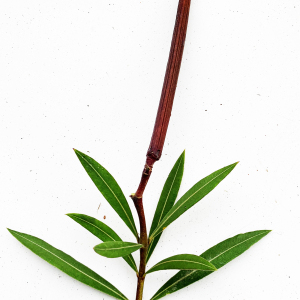 Photographie n°2451842 du taxon Nerium oleander L. [1753]